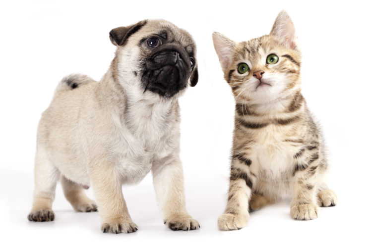 Gato y perro cachorro en fondo blanco